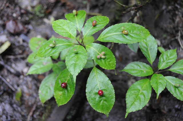 Helwingia himalaica